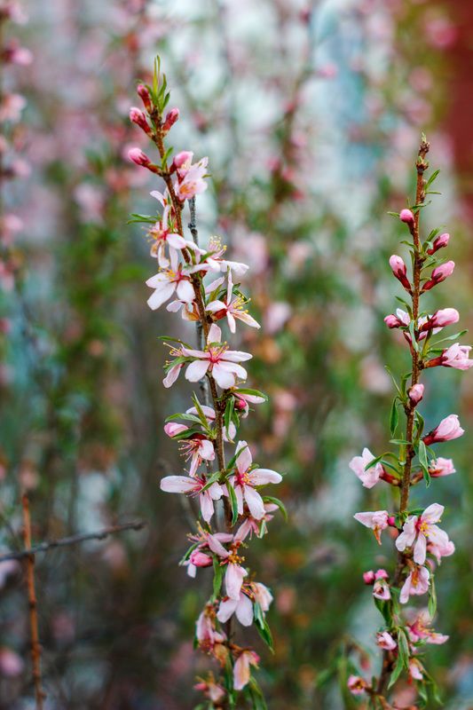 Бобовник цветет фото превью