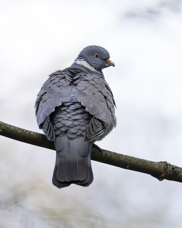 голубь, вяхирь Вяхирь морозным утромphoto preview