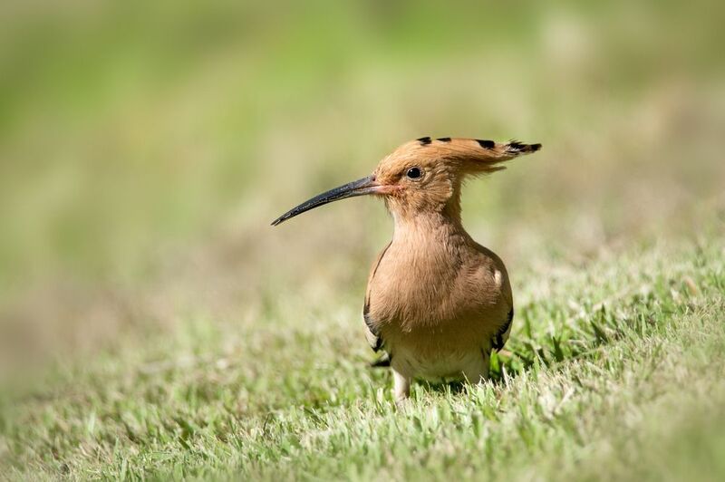 Удод Удод на лужайкеphoto preview