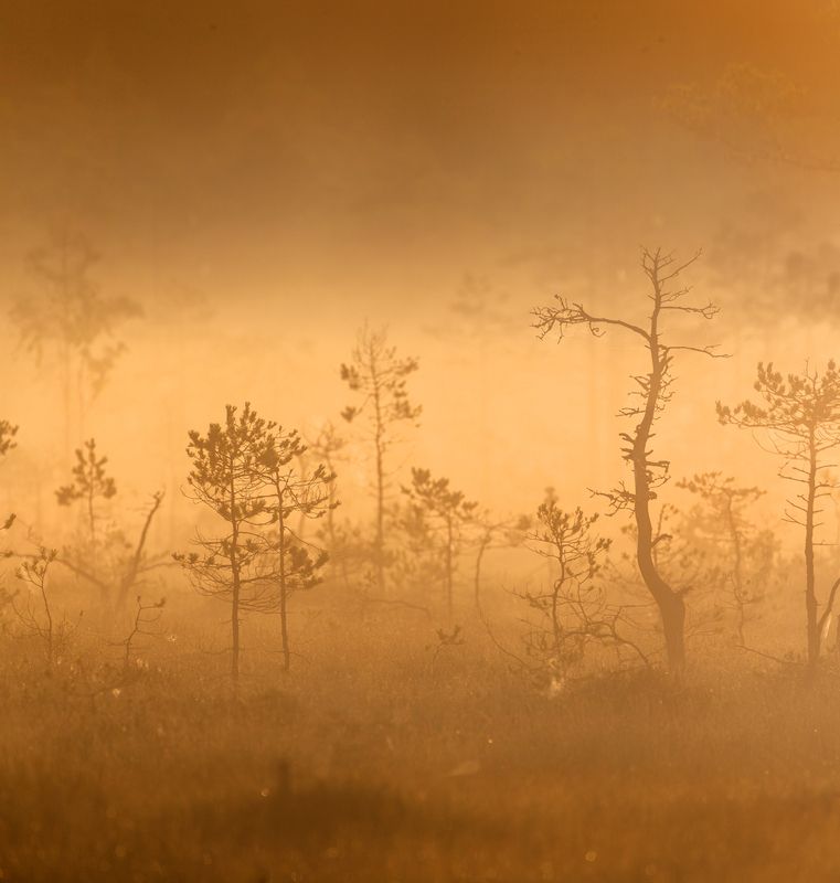 болото, карелия, туман, утро, рассвет, фототур Болотная тишина фото превью