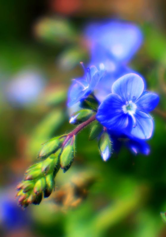 маро Цвет весныphoto preview