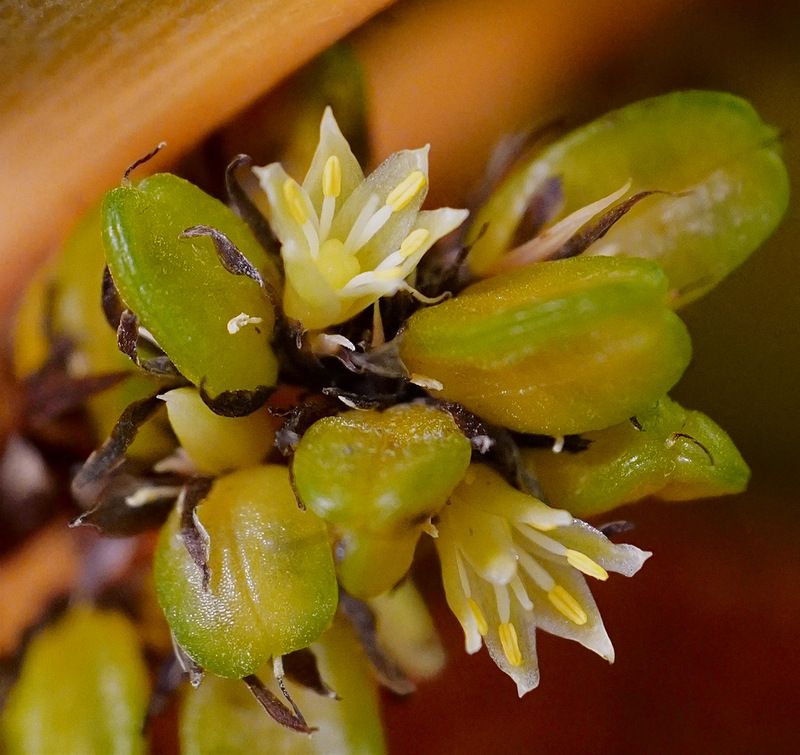 Цветение Хлорофитума Грин Оранжphoto preview