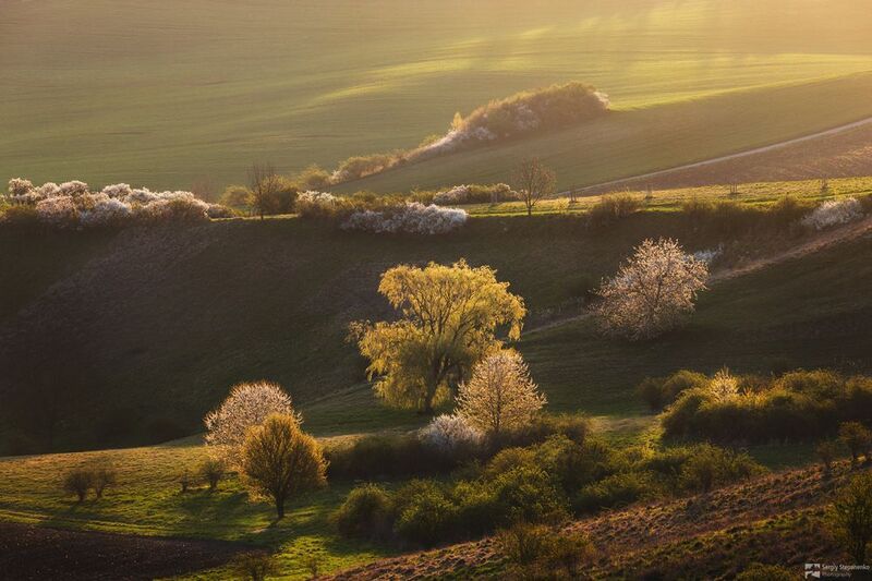 Blooming Awakeningphoto preview