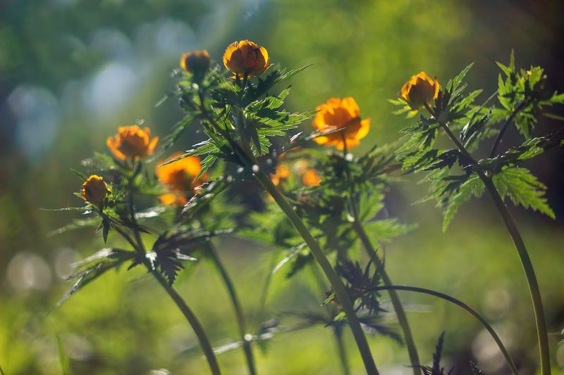 Танцуют все ...photo preview