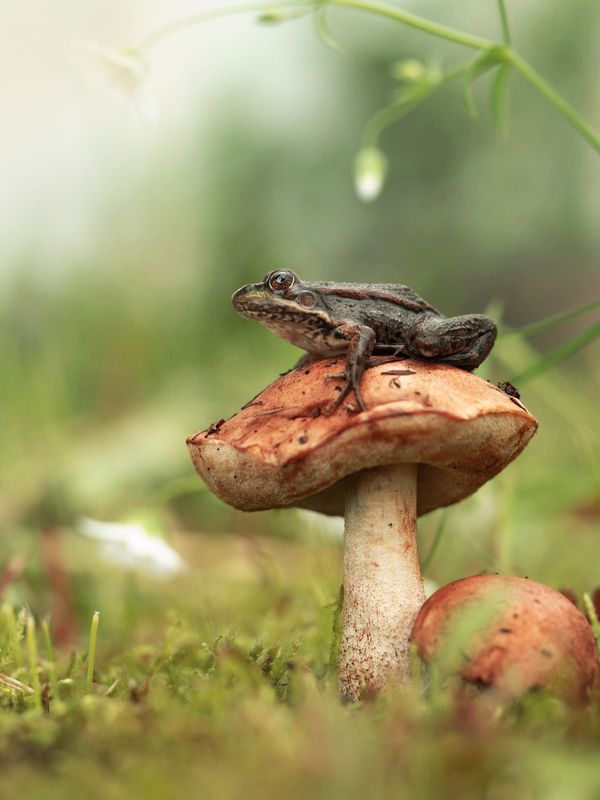 *** фото превью