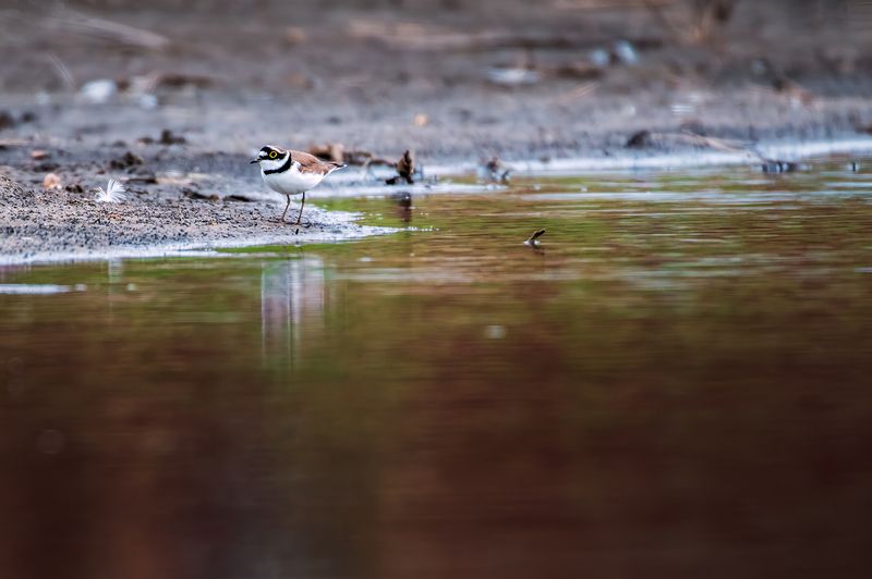*** фото превью