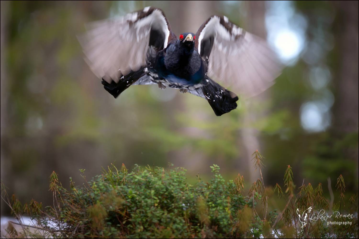 * * *. Автор: Лобанов Роман , Лобанов Роман