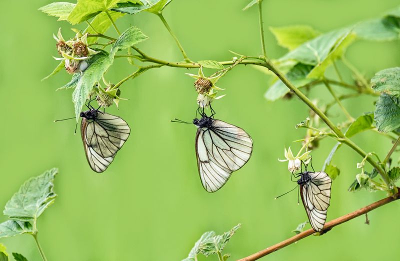 бабочка, белянка, Белянка на лесной малине. фото превью