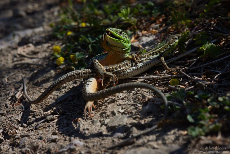 Гусляр и его Гусля …photo preview
