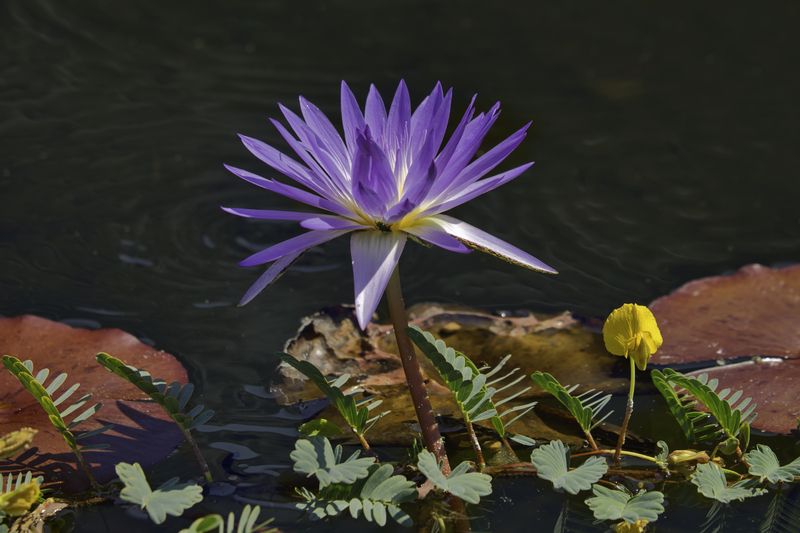 Lotus Flowerphoto preview