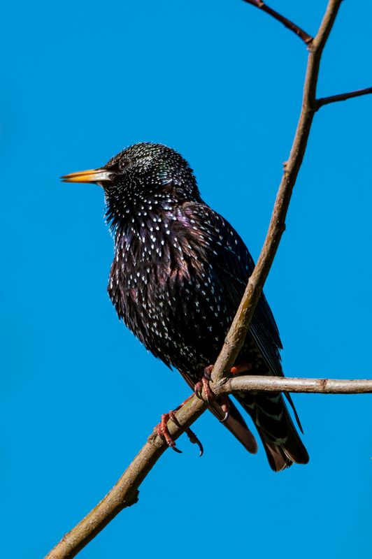 Скворецphoto preview