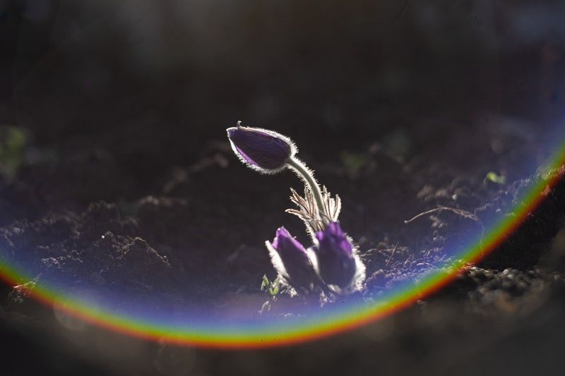 сон-трава, прострел раскрытый, природа, весна, крымская весна, красота, нежность, мечтательность, краснокнижное, цветок, керченская весна, мануальное, атмосферное, винтажная оптика, юпитер-3, jupiter-3, sony a7 iii, фотографирую весну, фотографирую природ Воскрешение прекрасной сон-травы.photo preview