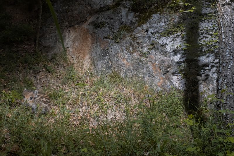 животные, дикая природа, animal, wildlife Wild Boarphoto preview