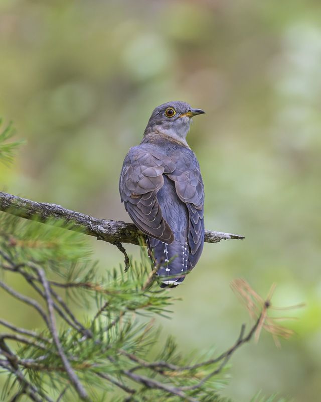 кукушка, птицы Кукушкаphoto preview