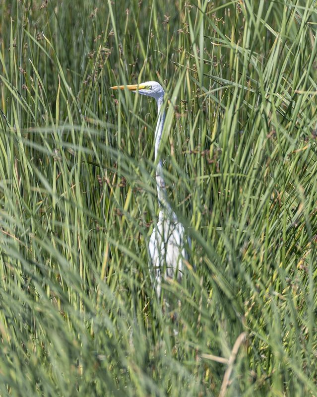 большая белая цапля, белая цапля, цапля, птицы, фотоохота Я вижу тебя!photo preview