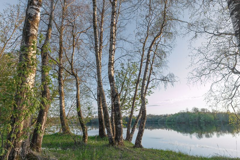 май вечер березы Березовый май фото превью