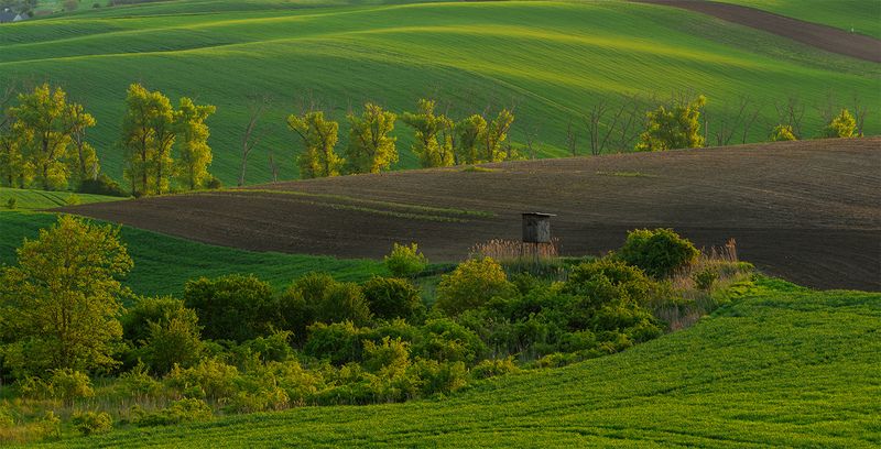 Fluffy Springphoto preview