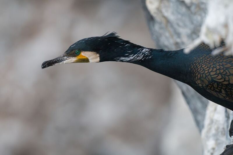 Зеленоглазоеphoto preview