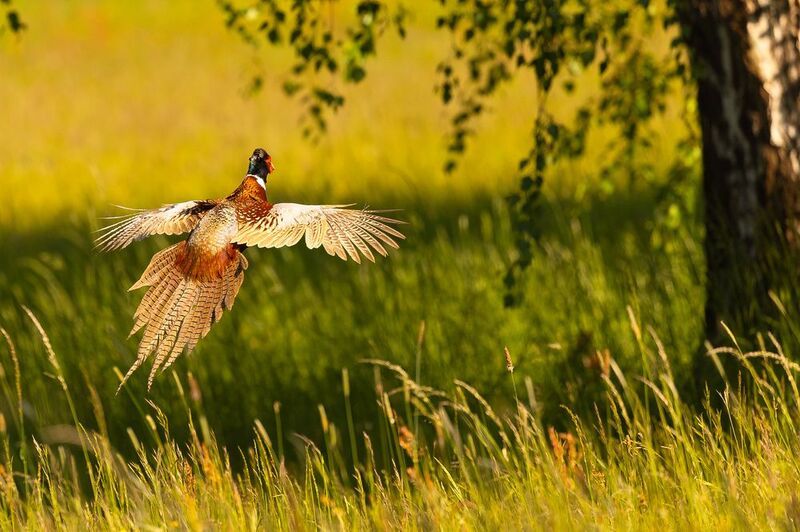 Pheasantphoto preview