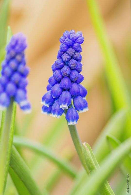 цветы, макро, растения, весна Мускариphoto preview