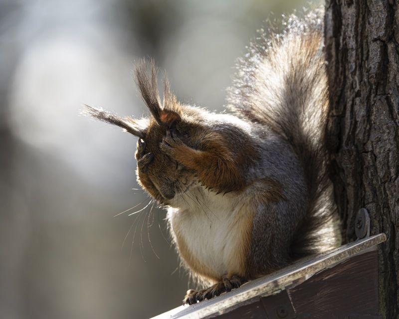 белка, юмор, белочка Утро после вечеринкиphoto preview