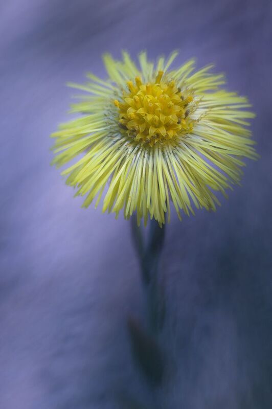 макро, цветок, мать и мачеха, macro, flower, coltsfoot, tussilágo Цветочный рассвет фото превью