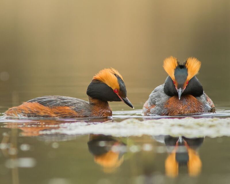 красношейная поганка Красношейные поганкиphoto preview