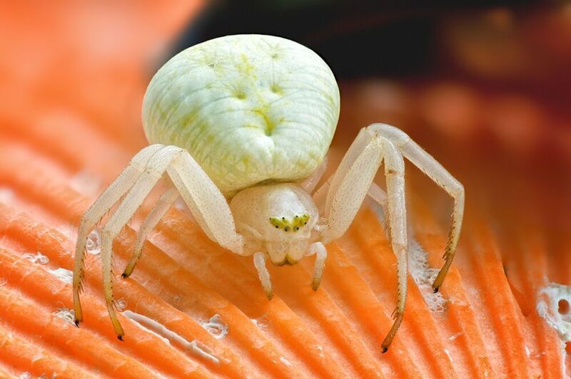 мизумена photo preview