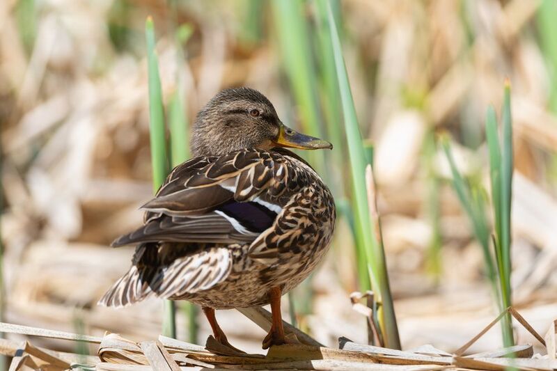 кряква, утка, птица, птицы, весна, май, новосибирск, фотоохота Солнечная крякваphoto preview