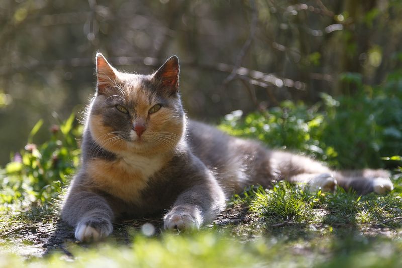 крым, горы, весна. Весенняя прогулка на Ильяс-Кая. фото превью