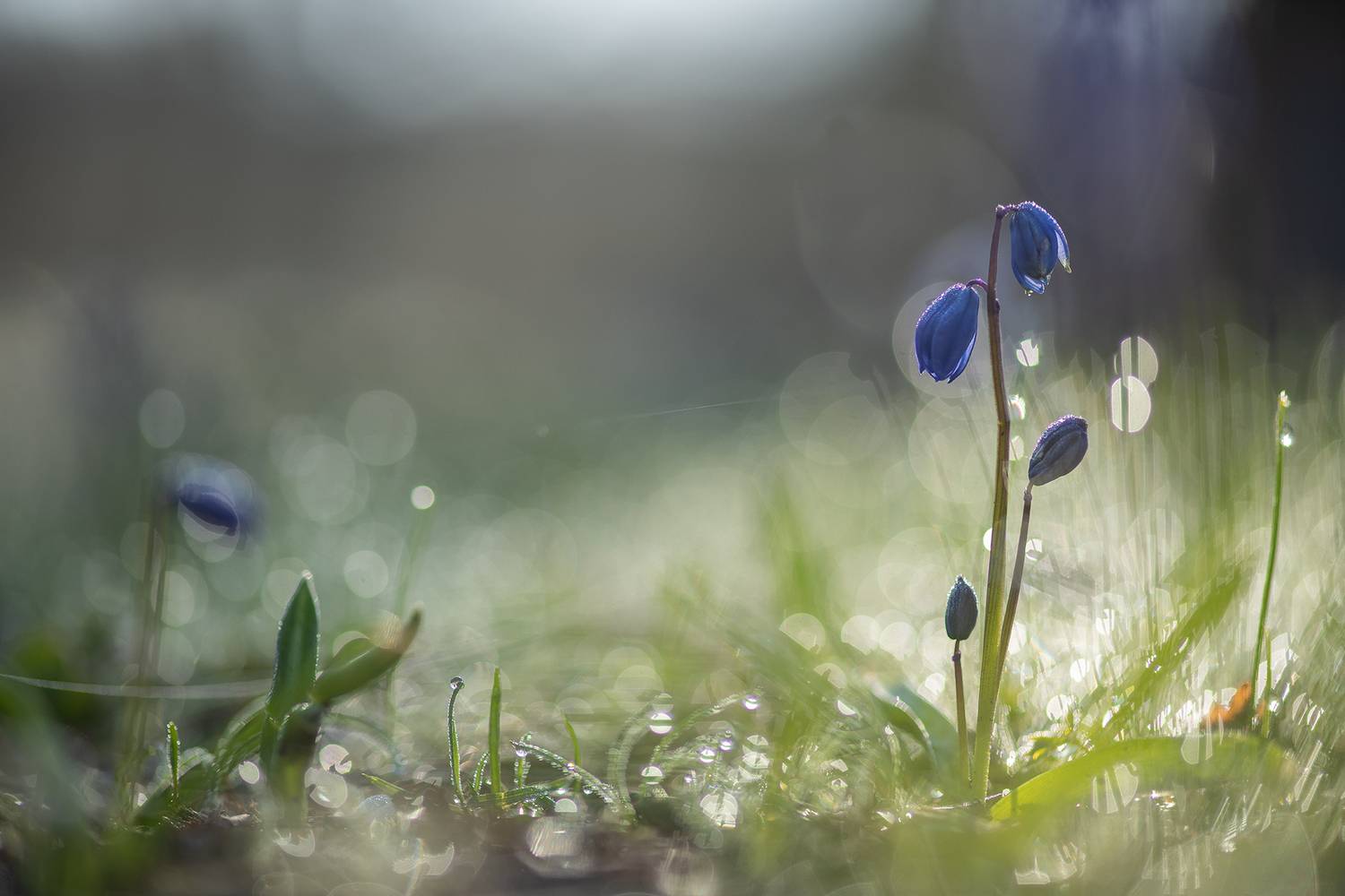 Ранняя пролеска с паутинками морозного утра.... Автор: Мещеряков Геннадий пролеска, первоцвет, апрель, весна, свет, цвет, россия, воронеж, геннадий мещеряков, nikon d 850, carl zeiss makro-planar t* 100mm f/2 zf.2, Мещеряков Геннадий