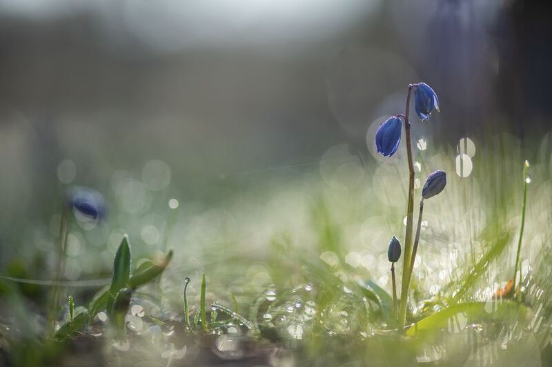 пролеска, первоцвет, апрель, весна, свет, цвет, россия, воронеж, геннадий мещеряков, nikon d 850, carl zeiss makro-planar t* 100mm f/2 zf.2 Ранняя пролеска с паутинками морозного утра...photo preview