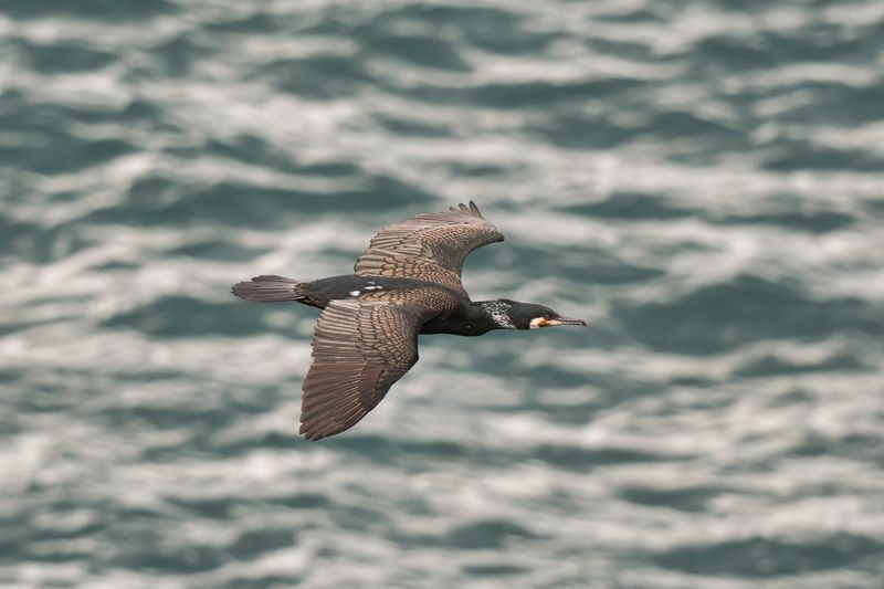 Над седой равниной моря..photo preview