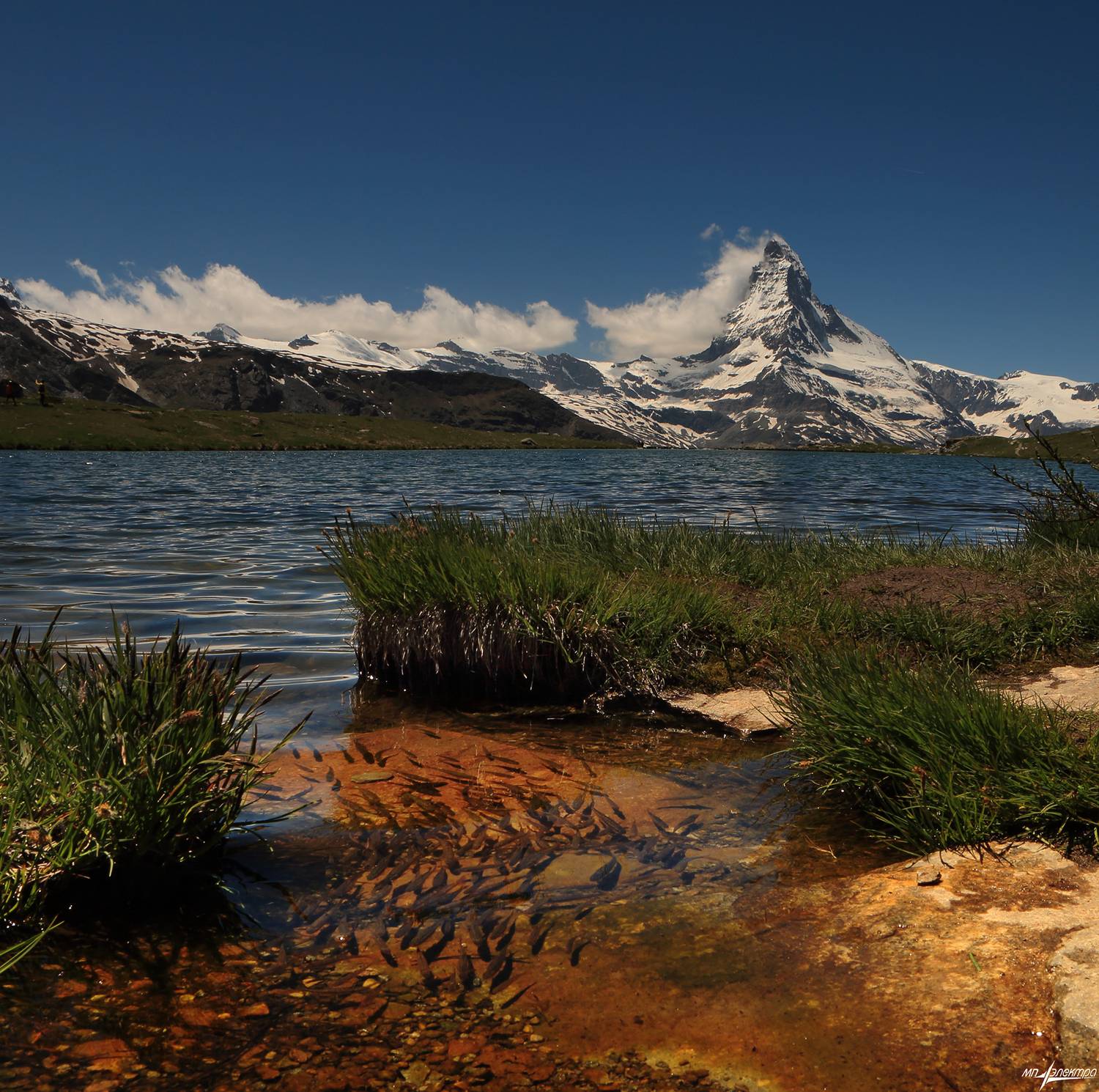 swiss, Матвеев Николай