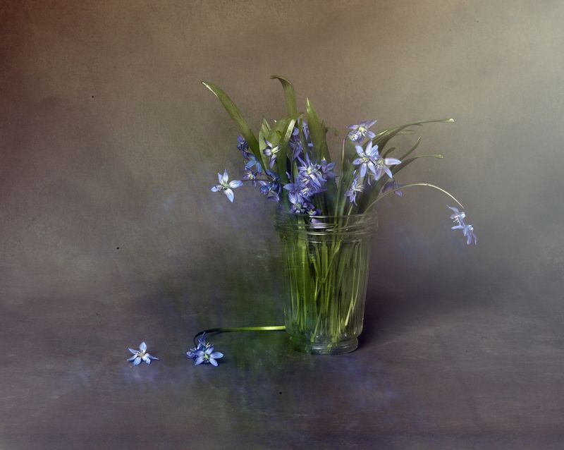 Весенний первоцветphoto preview