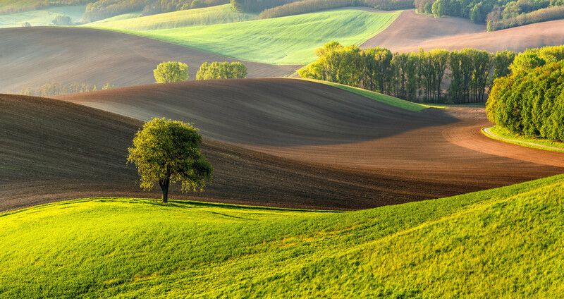 field, tree, forest, spring, sunrise, slovakia, moravia IN THE FIELDphoto preview