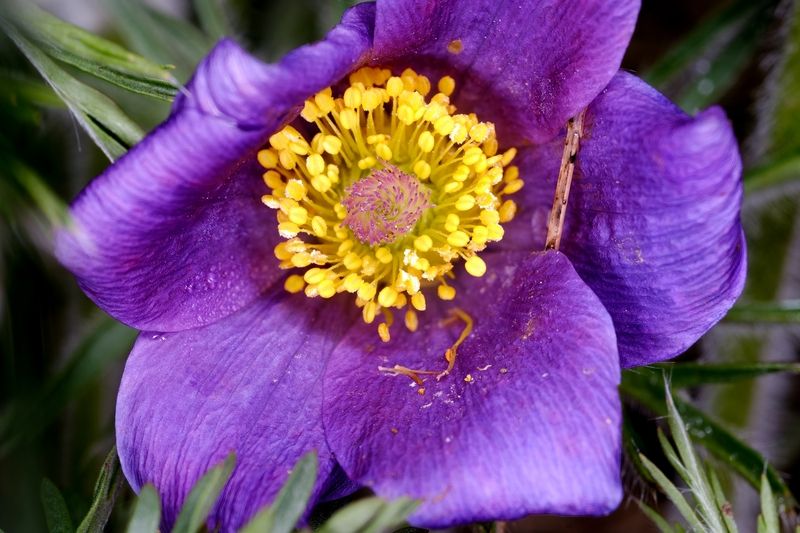 прострелы, сон трава Весенний макромирphoto preview