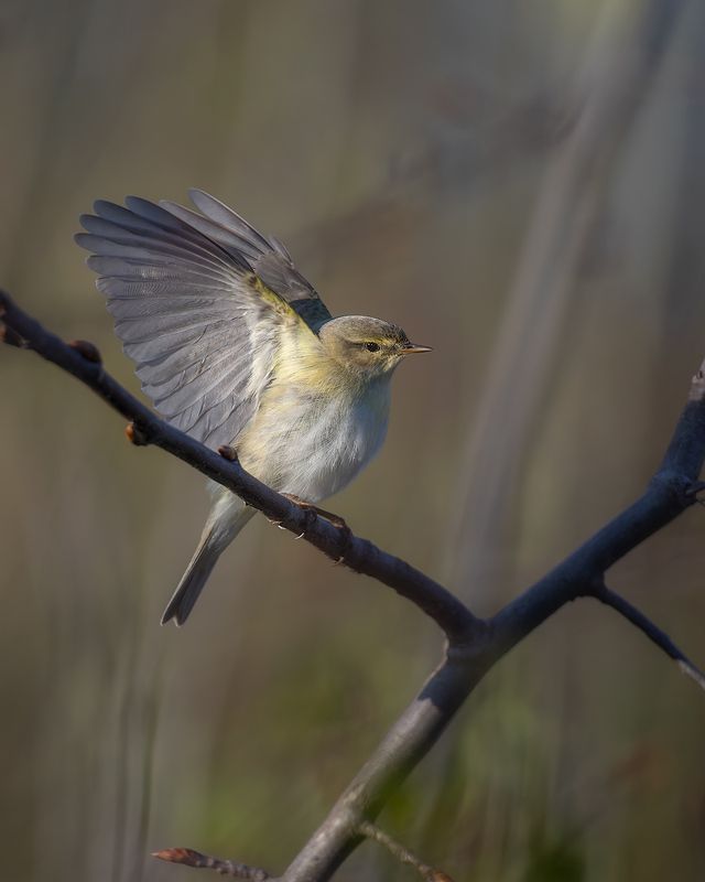 птички, фотоохота, пеночка ***photo preview