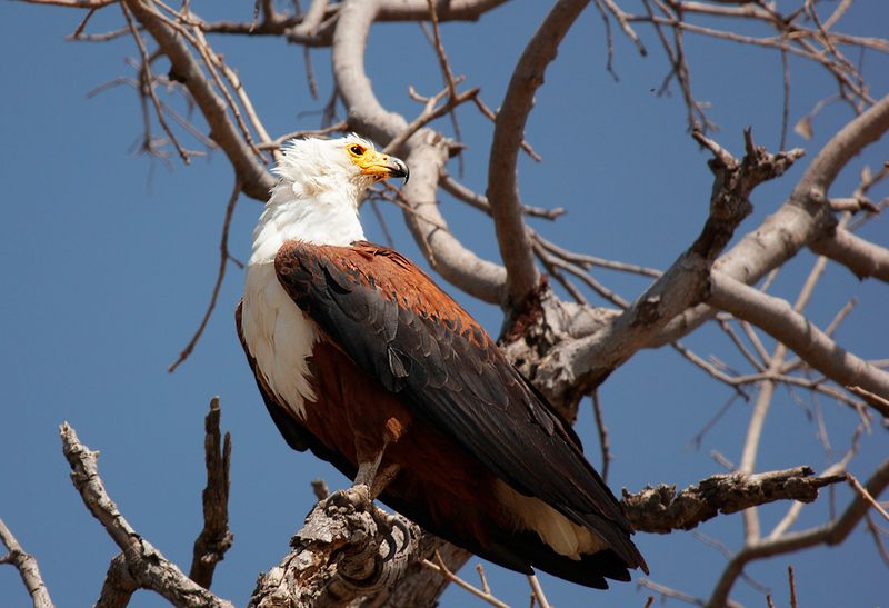 Высоко сижу...photo preview