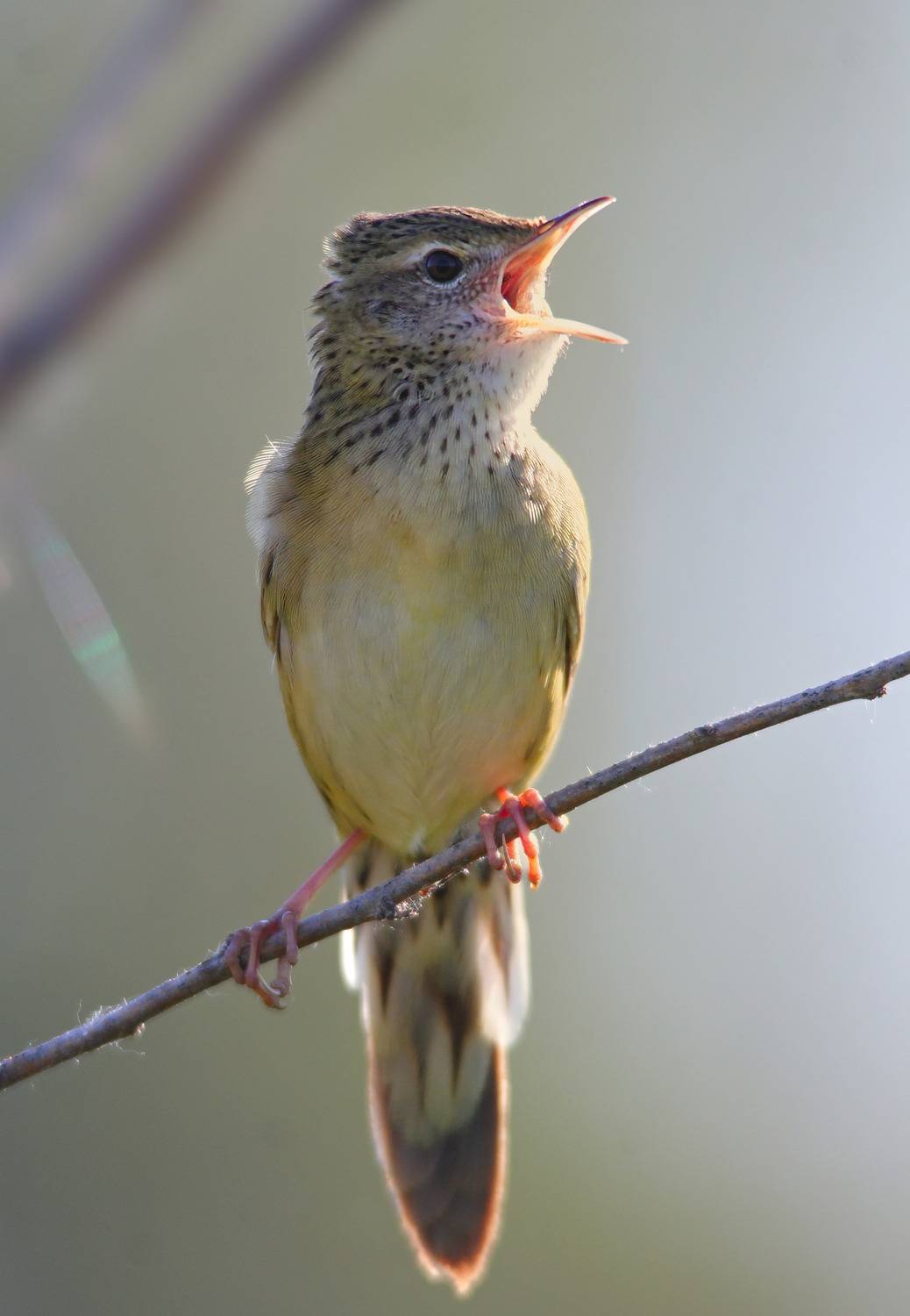 обыкновенный сверчок, locustella naevia, sergey izoya