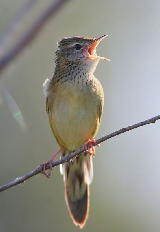 обыкновенный сверчок, locustella naevia Рассветная песенка.photo preview