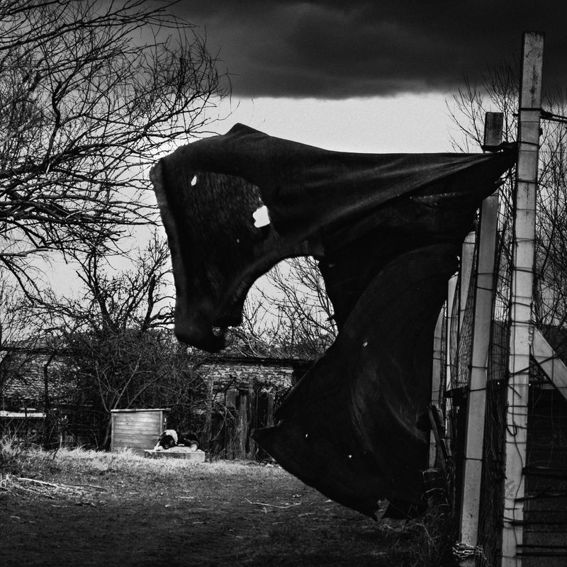 dog ***photo preview