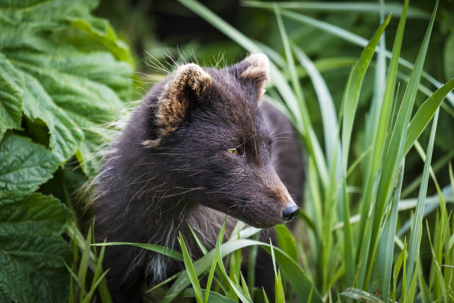 ***. Автор: Уткин Дмитрий беринговский голубой песец, песец, остров беринга, Уткин Дмитрий