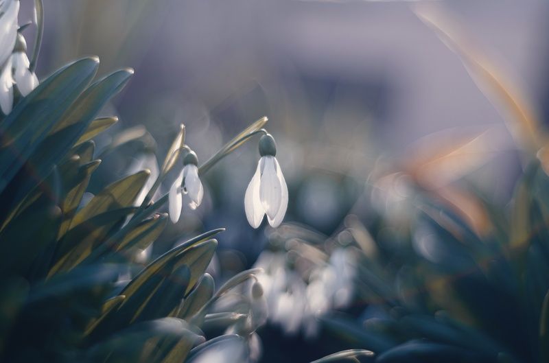 природа, красота, цветы, подснежники, белые, нежность, макро, атмосферное, весна , крымская весна, эстетика, стилистика, иллюзия, живое, винтажное, винтажная оптика, юпитер-3, jupiter-3, sony a7 iii, фотографирую цветы, фотографирую подснежники, керчь, кр Мартовские подснежники.photo preview