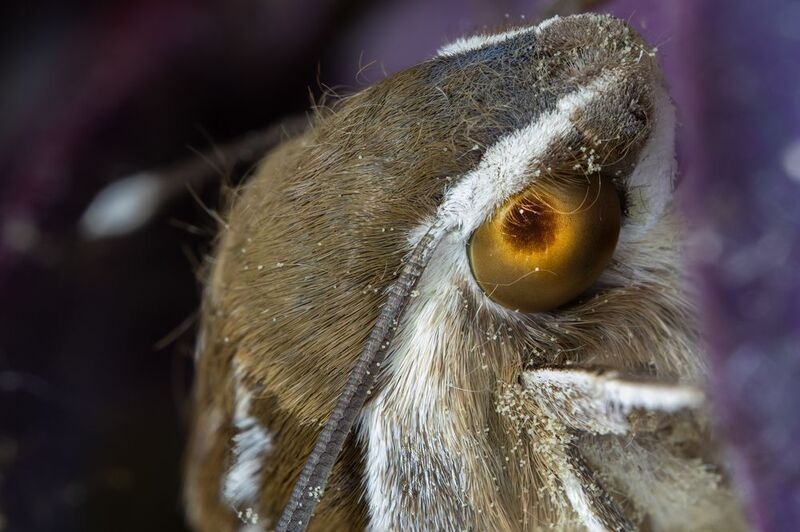 Macro  Into the Shadowphoto preview