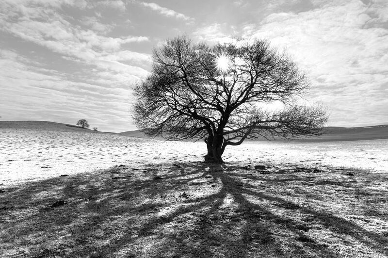 Дерево и его теньphoto preview