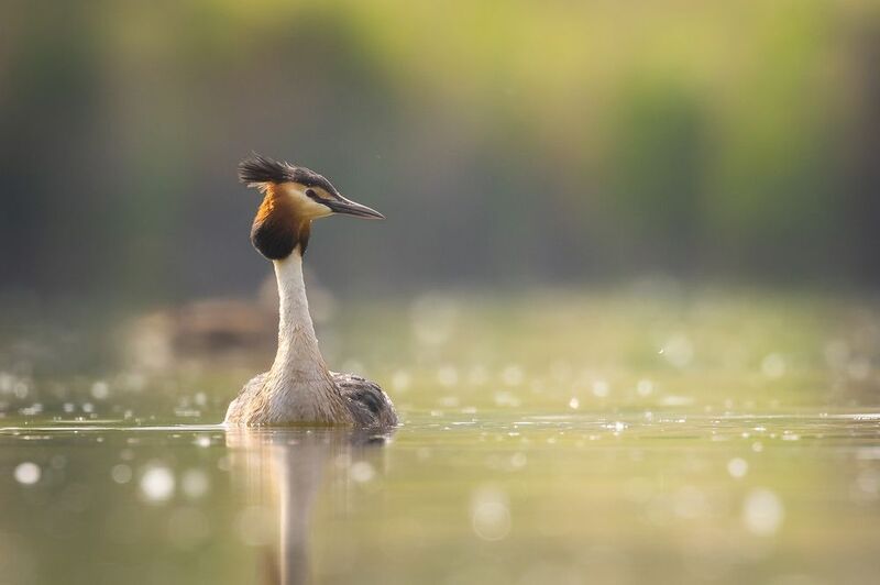 Great crested grebephoto preview