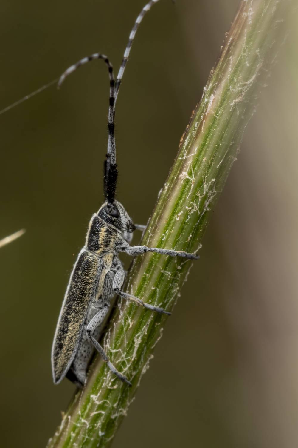 Автор: Nikolay Tatarchuk macro, flowers, plants, nature, spring, red, grass, Nikolay Tatarchuk
