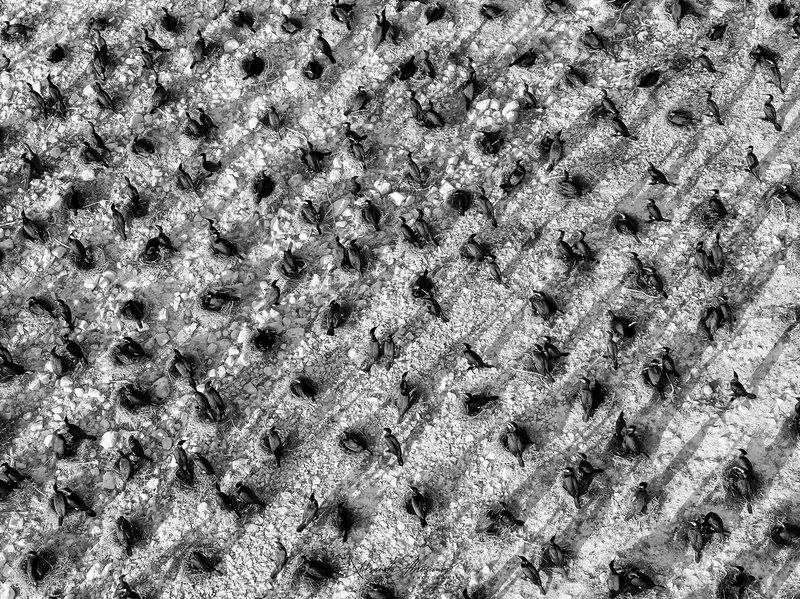 Птичий базар.photo preview