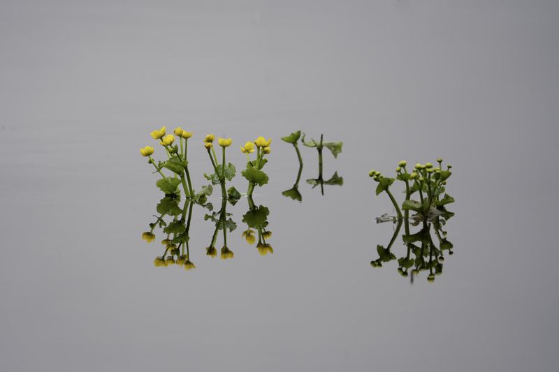 Россия, Новгородская область, Боровичи, озеро Шерегодра, Калужница болотная,  Майская симметрияphoto preview